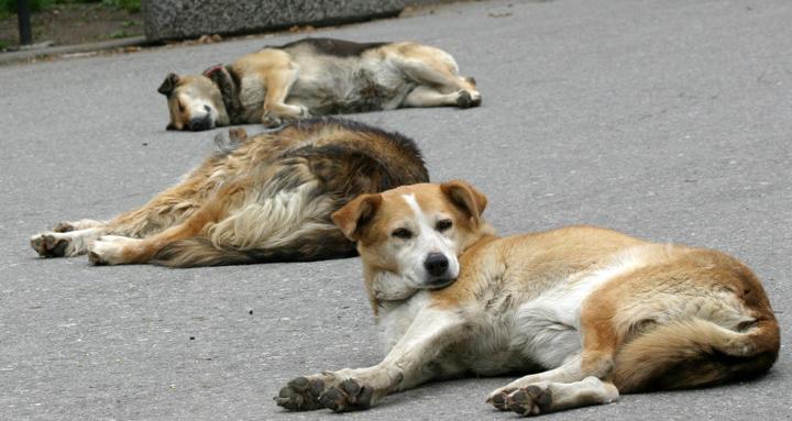 Стара Загора преброява бездомните кучета